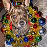 dog, puppy, pet, portrait, christmas, christmas_decorations, wreath, tinsel, ornaments, baubles, colorful, festive, indoors, sitting, wide_eyed, brown_fur, upright_ears, collar, flash_photography, holiday