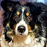 dog, australian_shepherd, pet, animal, portrait, close_up, fluffy, black_and_white, brown_markings, blue_merle, face, eyes, nose, ears, fur, indoors, wooden_floor, phone_screenshot, gallery_interface, photography