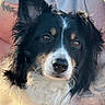 Kylo joined the competition — help win amazing prizes! dog, border_collie, black_and_white, fluffy, long_hair, portrait, close_up, animal, pet, brown_eyes, pointed_ears, white_chest, white_muzzle, black_fur, indoor, blanket, pillow, sitting, relaxed, adorable