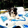 Kylo joined the competition — help win amazing prizes! dog, puppy, border_collie, fluffy, black_and_white, tan_markings, sitting, outdoor, river, water, inflatable_raft, pool_float, nature, trees, sunlight, swimming, recreation, summer, pet, portrait
