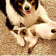 Kylo is registered to the contest to win money with this photo: border_collie, siamese_cat, dog, cat, pets, animal_pair, carpet, indoor, portrait, fluffy, black_and_white, brown, blue_eyes, open_mouth, tongue, lying_down, sitting, companionship, phone_screenshot, preview_screen