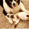 border_collie, siamese_cat, dog, cat, pets, animal_pair, carpet, indoor, portrait, fluffy, black_and_white, brown, blue_eyes, open_mouth, tongue, lying_down, sitting, companionship, phone_screenshot, preview_screen