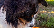 Kylo is registered to the contest to win money with this photo: dog, puppy, black_and_white, shaggy_fur, long_hair, outdoor, pumpkin, pumpkin_patch, autumn, fall, orange, grass, nature, sunlight, portrait, closeup, animal, pet, seasonal, cute