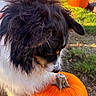 dog, puppy, black_and_white, shaggy_fur, long_hair, outdoor, pumpkin, pumpkin_patch, autumn, fall, orange, grass, nature, sunlight, portrait, closeup, animal, pet, seasonal, cute