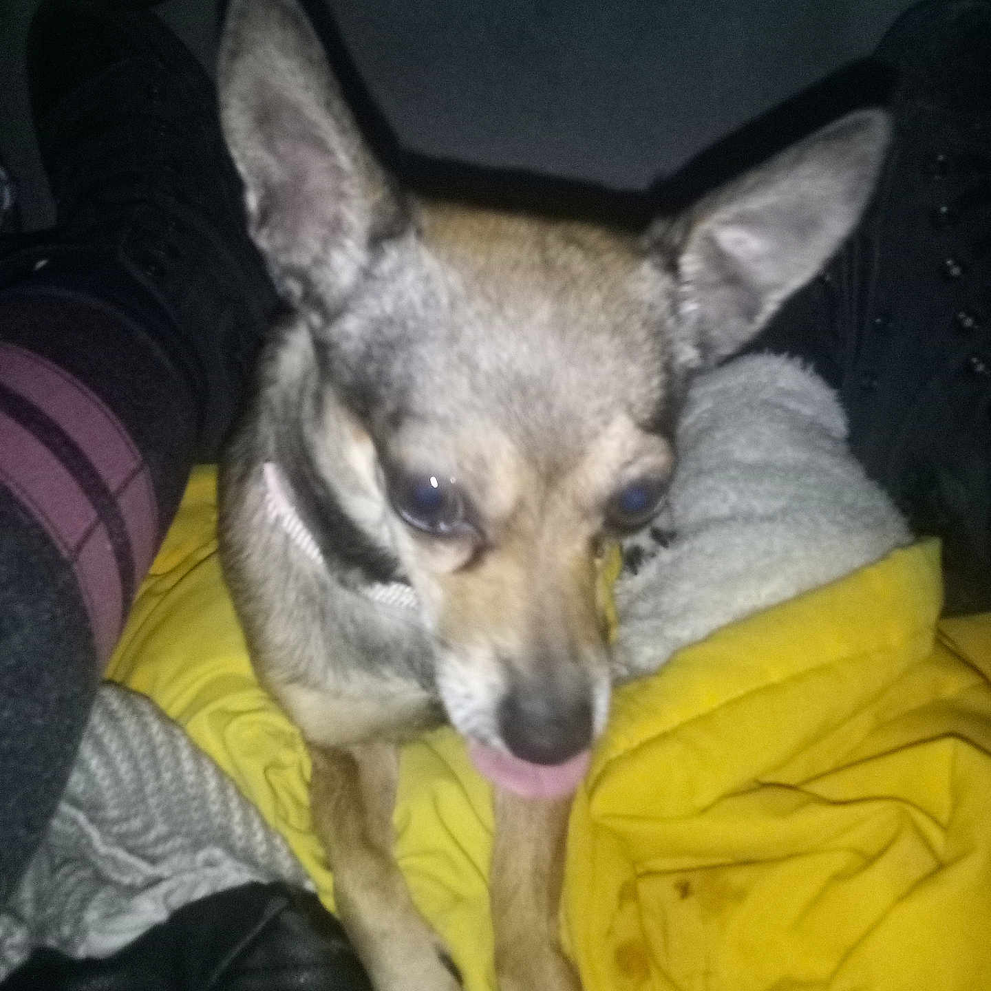 Bella is registered to the contest to win money with this photo: animal, bed, bedroom, blanket, canine, chihuahua, clothing, coat, couch, cushion, dog, furniture, homedecor, hound, indoors, person, pet, puppy, room, sleeping