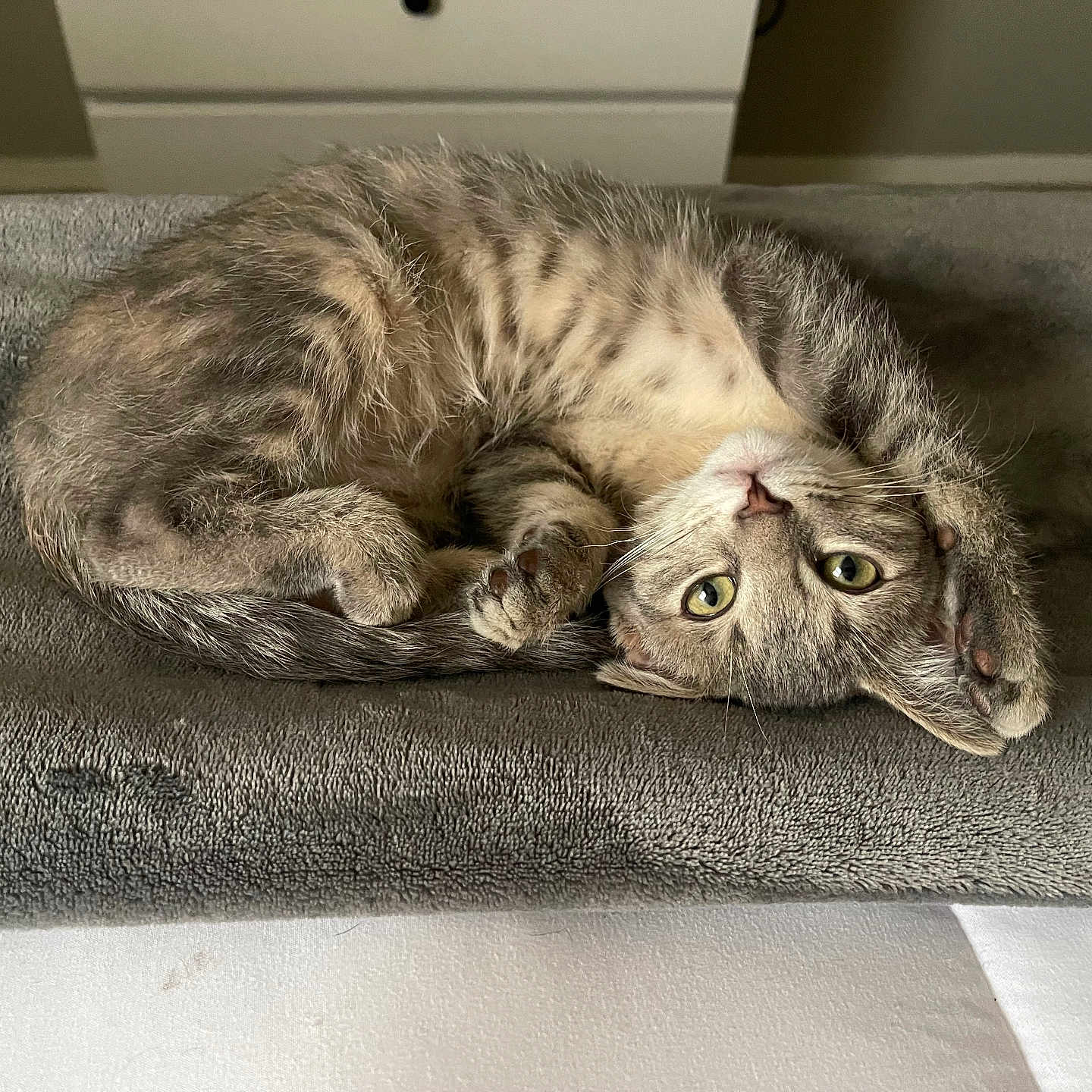 Ozzy is registered to the contest to win money with this photo: abyssinian, angora, animal, blanket, cat, couch, cushion, egyptiancat, furniture, homedecor, kitten, manx, person, pet, sleeping