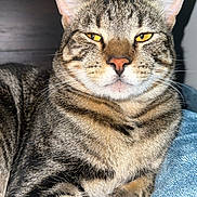 Coco is registered to the contest to win money with this photo: cat, tabby_cat, pet, animal, feline, striped_fur, golden_eyes, whiskers, ears, paws, sitting, portrait, close_up, indoor, blanket, blue_blanket, couch, cozy, domestic_animal, photography