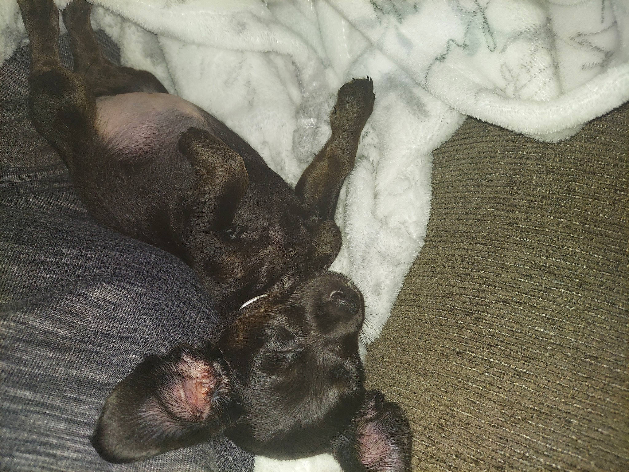 Baby Girl is registered to the contest to win money with this photo: canidae, carnivore, claw, comfort, companion_dog, dog, dog_breed, fawn, fur, grey, linens, liver, non_sporting_group, pattern, paw, sporting_group, tail, terrestrial_animal, toy_dog, working_animal