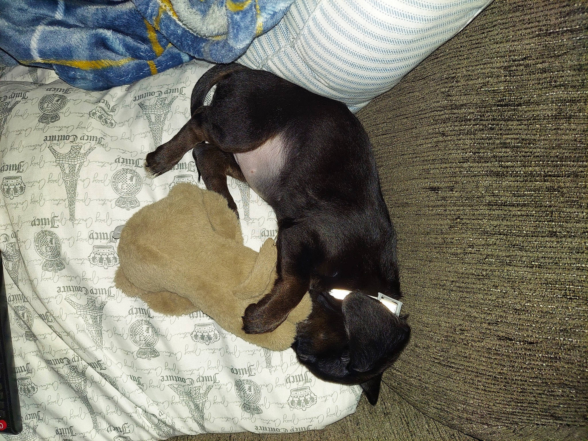 Baby Girl joined the competition — help win amazing prizes! canidae, carnivore, comfort, companion_dog, dog, dog_breed, fawn, guard_dog, linens, nap, non_sporting_group, paw, puppy, shadow, sleep, sporting_group, tail, terrestrial_animal, toy_dog, working_animal