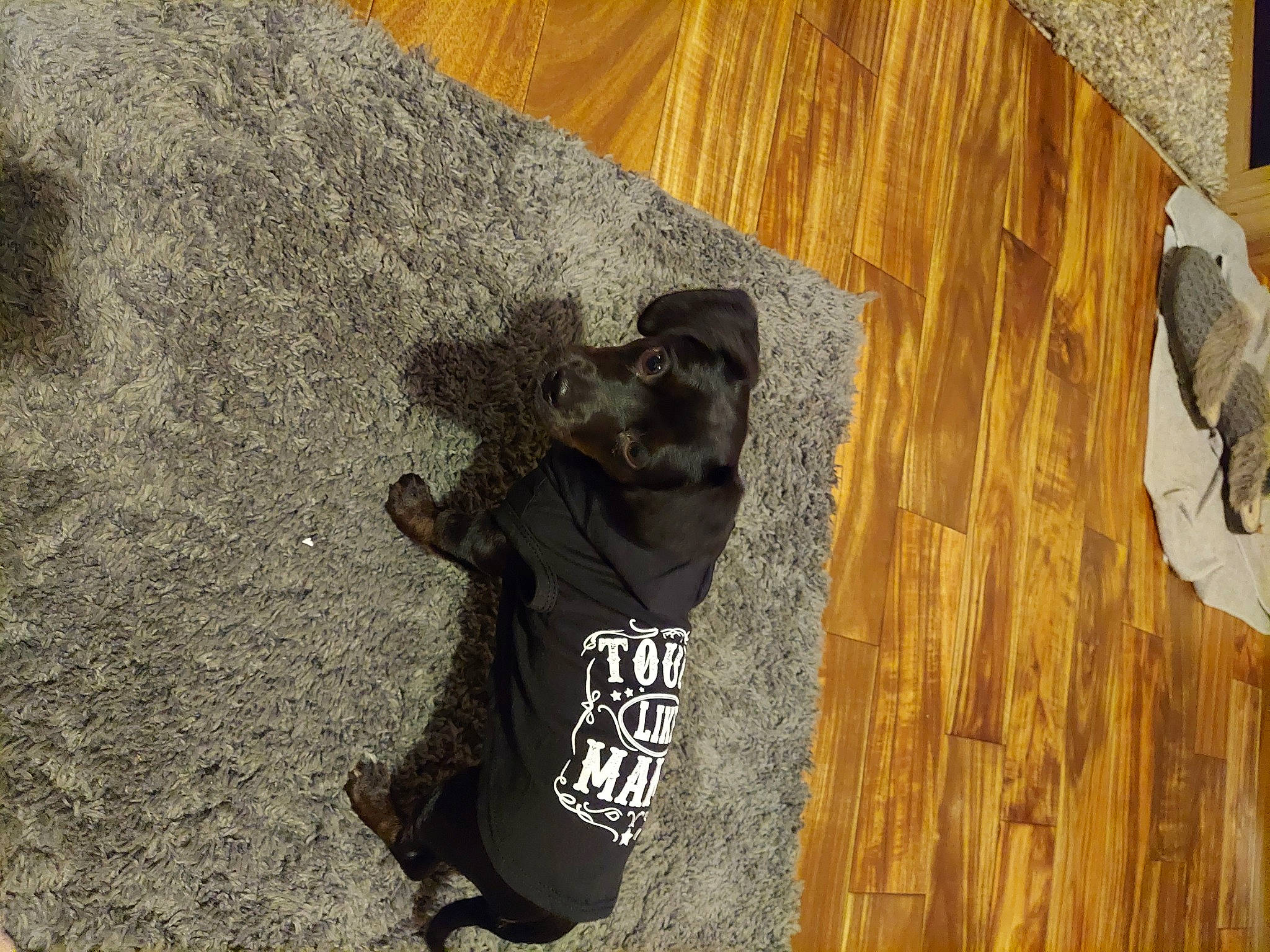 Baby Girl joined the competition — help win amazing prizes! carnivore, concrete, dog, dog_breed, felidae, flooring, fun, fur, hardwood, laminate_flooring, personal_protective_equipment, plywood, shadow, small_to_medium_sized_cats, soil, sporting_group, t_shirt, wood, wood_flooring, wood_stain