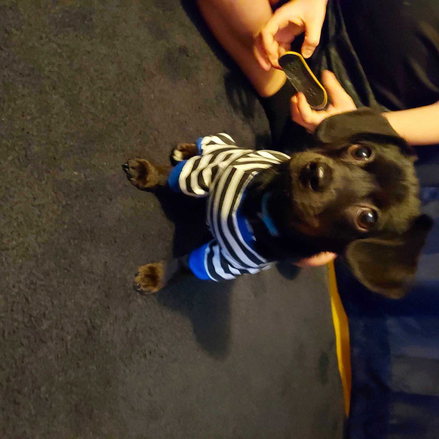 Baby Girl joined the competition — help win amazing prizes! adventure, asphalt, canidae, child, companion_dog, dog_breed, electric_blue, flooring, fun, fur, happy, leash, public_event, recreation, shadow, sporting_group, sportswear, t_shirt, toddler