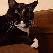 Mirage is registered to the contest to win money with this photo: cat, black_and_white_cat, whiskers, paw, feline, pet, indoor, resting, close_up, animal, mammal, fur, portrait, one_eye, brown_surface, wooden_panel, relaxed, cute, domestic_cat, housepet