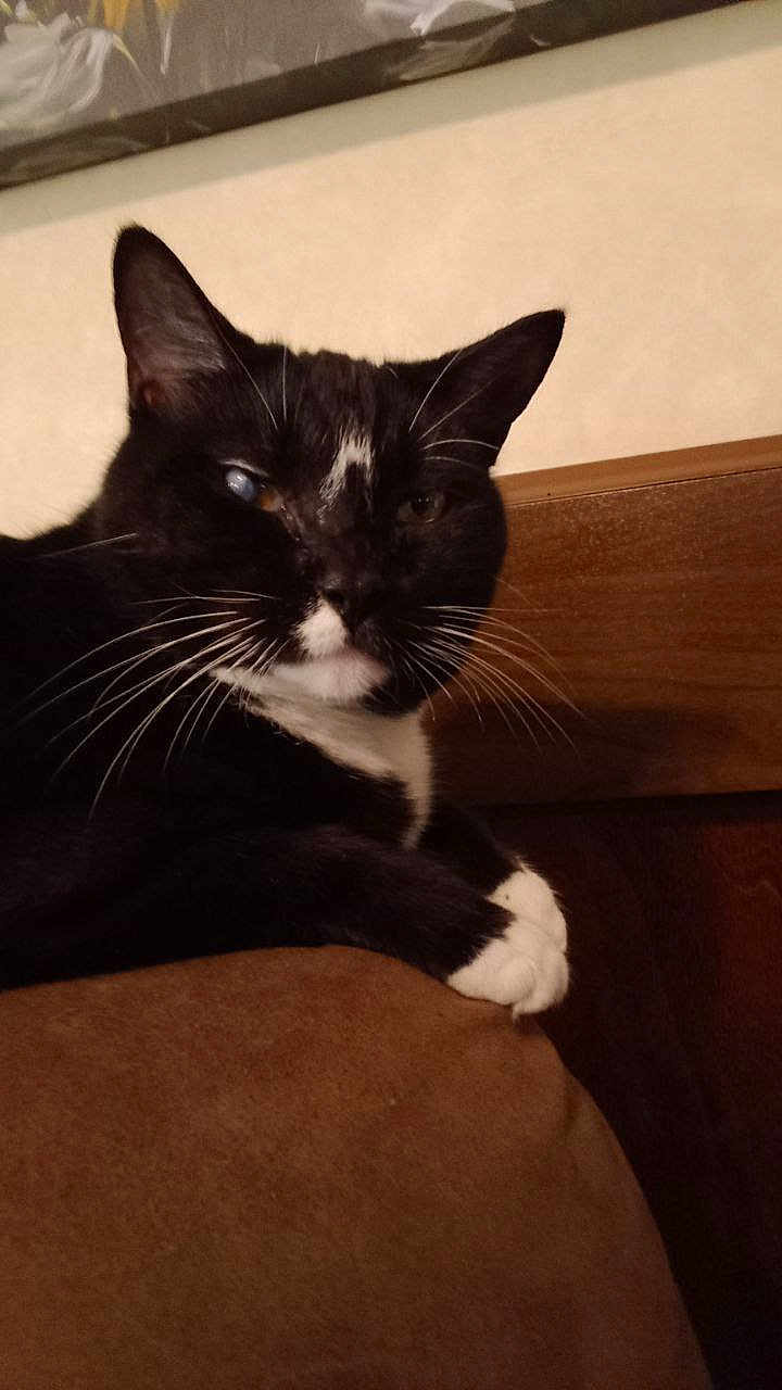 Mirage is registered to the contest to win money with this photo: cat, black_and_white_cat, whiskers, paw, feline, pet, indoor, resting, close_up, animal, mammal, fur, portrait, one_eye, brown_surface, wooden_panel, relaxed, cute, domestic_cat, housepet