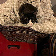 Jack joined the competition — help win amazing prizes! cat, black_and_white, blanket, basket, furniture, red_drawer, striped_fabric, cozy, indoor, pet, resting, sleepy, woven, furry, cute, animal, domestic, soft, comfortable, relaxed