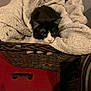 cat, black_and_white, blanket, basket, furniture, red_drawer, striped_fabric, cozy, indoor, pet, resting, sleepy, woven, furry, cute, animal, domestic, soft, comfortable, relaxed