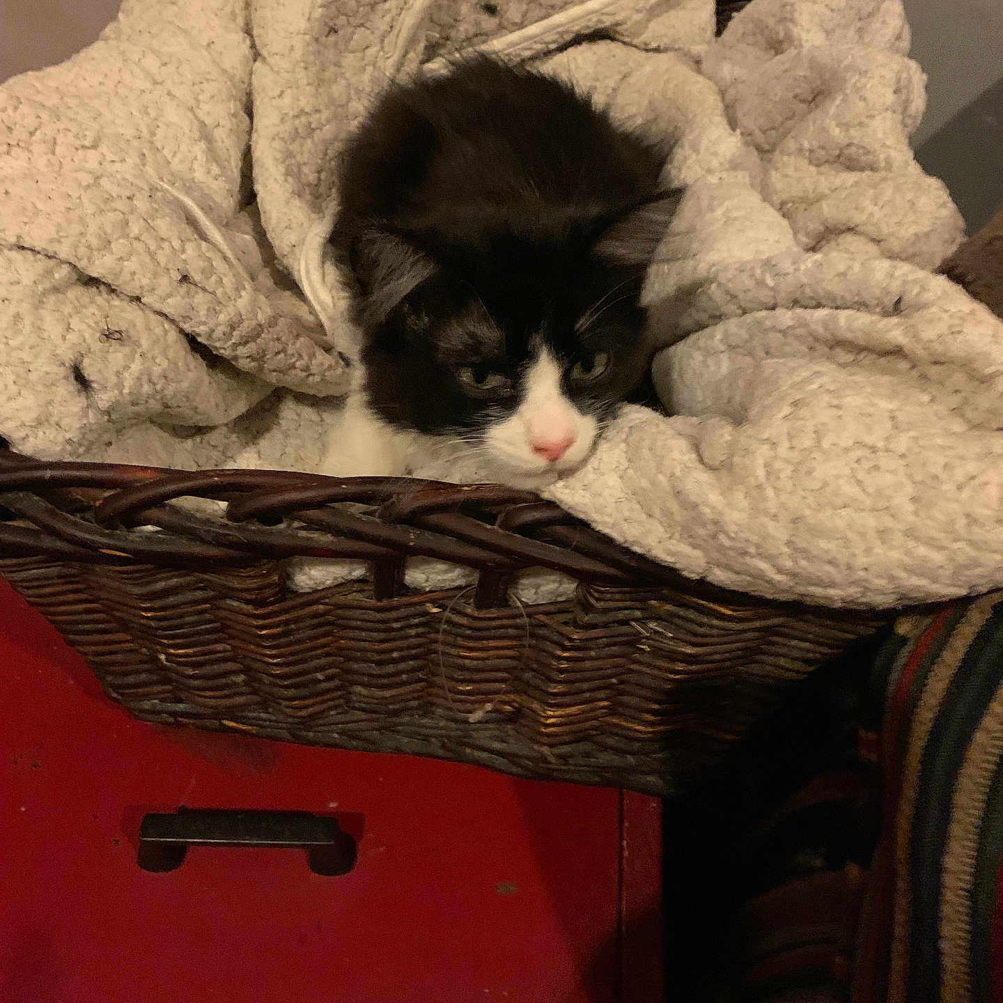 Jack joined the competition — help win amazing prizes! animal, basket, black_and_white, blanket, cat, comfortable, cozy, cute, domestic, furniture, furry, indoor, pet, red_drawer, relaxed, resting, sleepy, soft, striped_fabric, woven