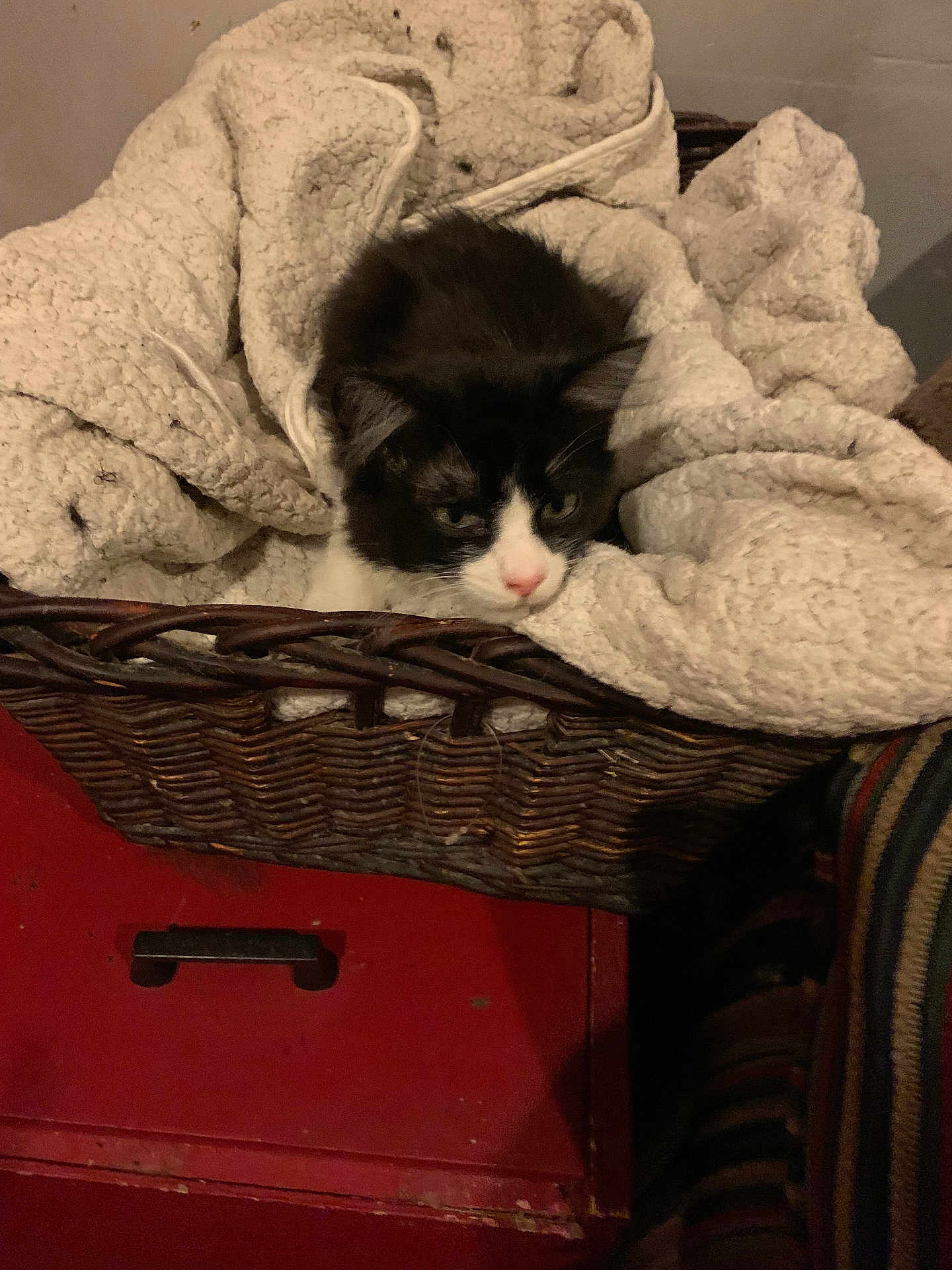 Jack joined the competition — help win amazing prizes! cat, black_and_white, blanket, basket, furniture, red_drawer, striped_fabric, cozy, indoor, pet, resting, sleepy, woven, furry, cute, animal, domestic, soft, comfortable, relaxed