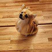 Pumpkin is registered to the contest to win money with this photo: dog, small_dog, fluffy, brown_fur, pet, indoor, wooden_floor, cute, animal, companion, looking_up, ears_up, tail, adorable, domestic_animal, canine, alert, sitting, fur, friendly