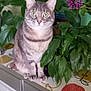 cat, grey_tabby, houseplant, purple_flowers, green_leaves, countertop, kitchen, indoor, pet, feline, plant_pot, domestic_animal, curious, sitting, furniture, decor, leafy, flora, closeup, animal