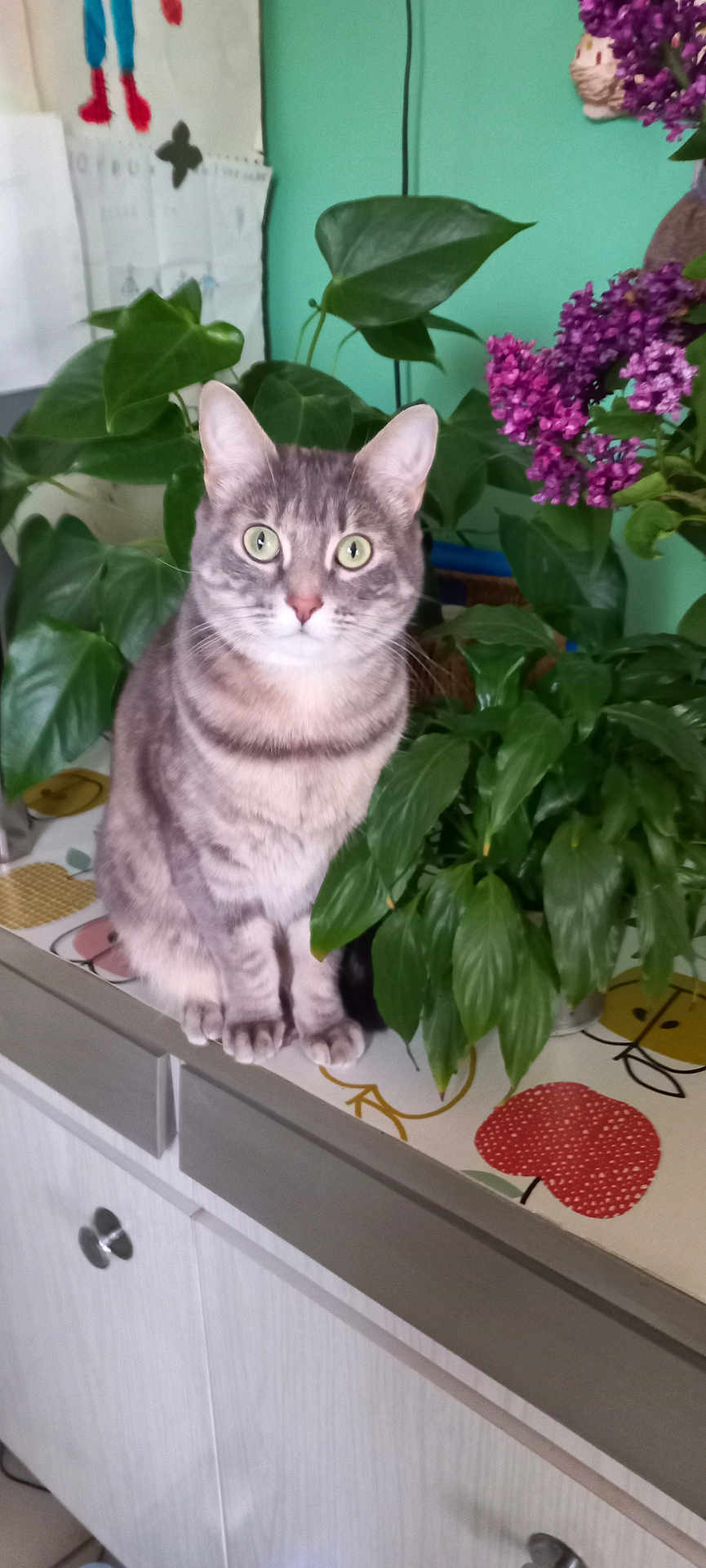 Lili participe au concours pour gagner de l'argent avec cette photo : cat, grey_tabby, houseplant, purple_flowers, green_leaves, countertop, kitchen, indoor, pet, feline, plant_pot, domestic_animal, curious, sitting, furniture, decor, leafy, flora, closeup, animal