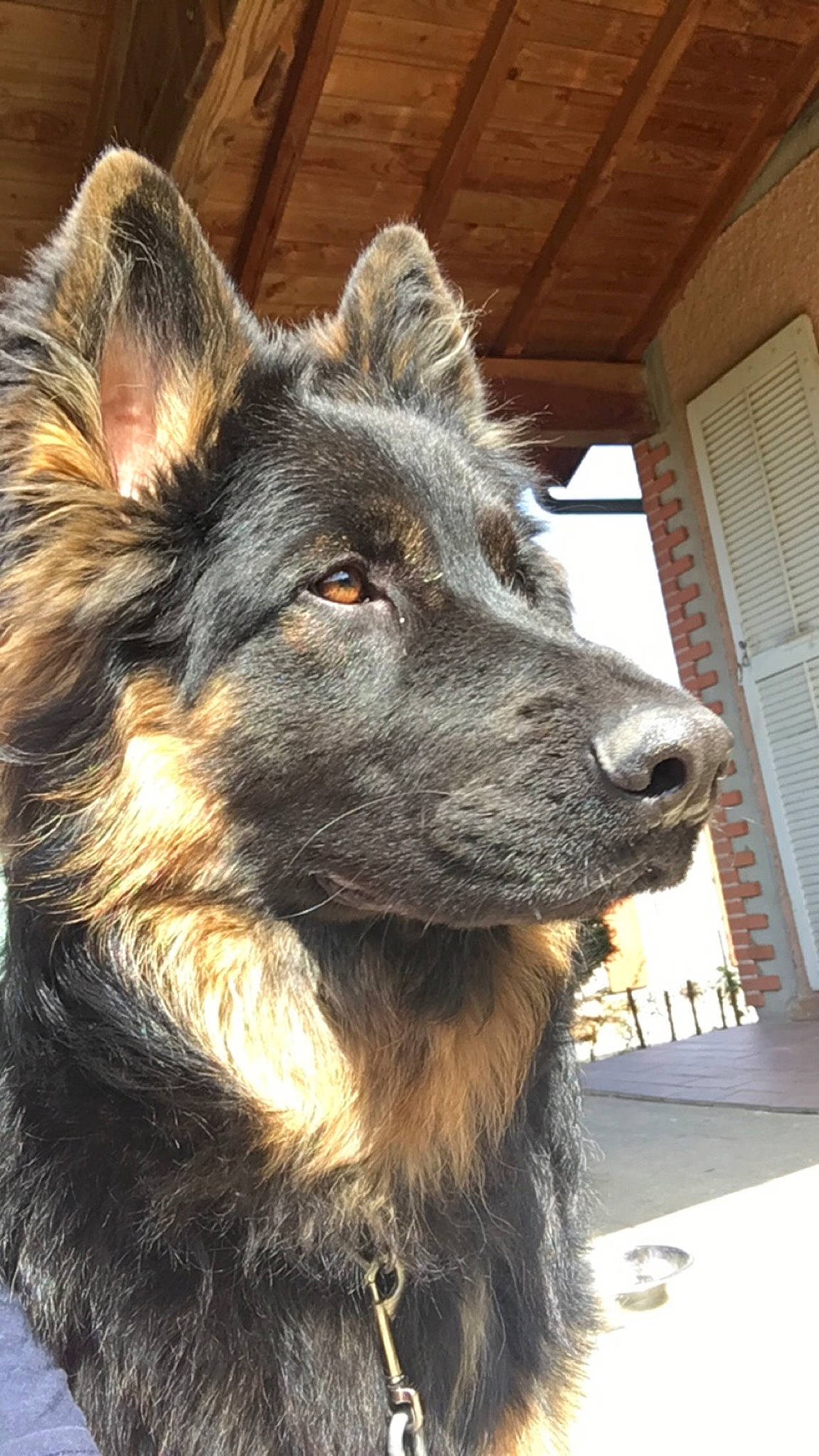 Jo a rejoint le concours — aidez-le/la à gagner de superbes lots ! ancient_dog_breeds, bohemian_shepherd, canidae, carnivore, companion_dog, dog, dog_breed, dog_collar, east_european_shepherd, fur, guard_dog, herding_dog, king_shepherd, old_german_shepherd_dog, sporting_group, terrestrial_animal, tervuren, whiskers, working_animal, working_dog