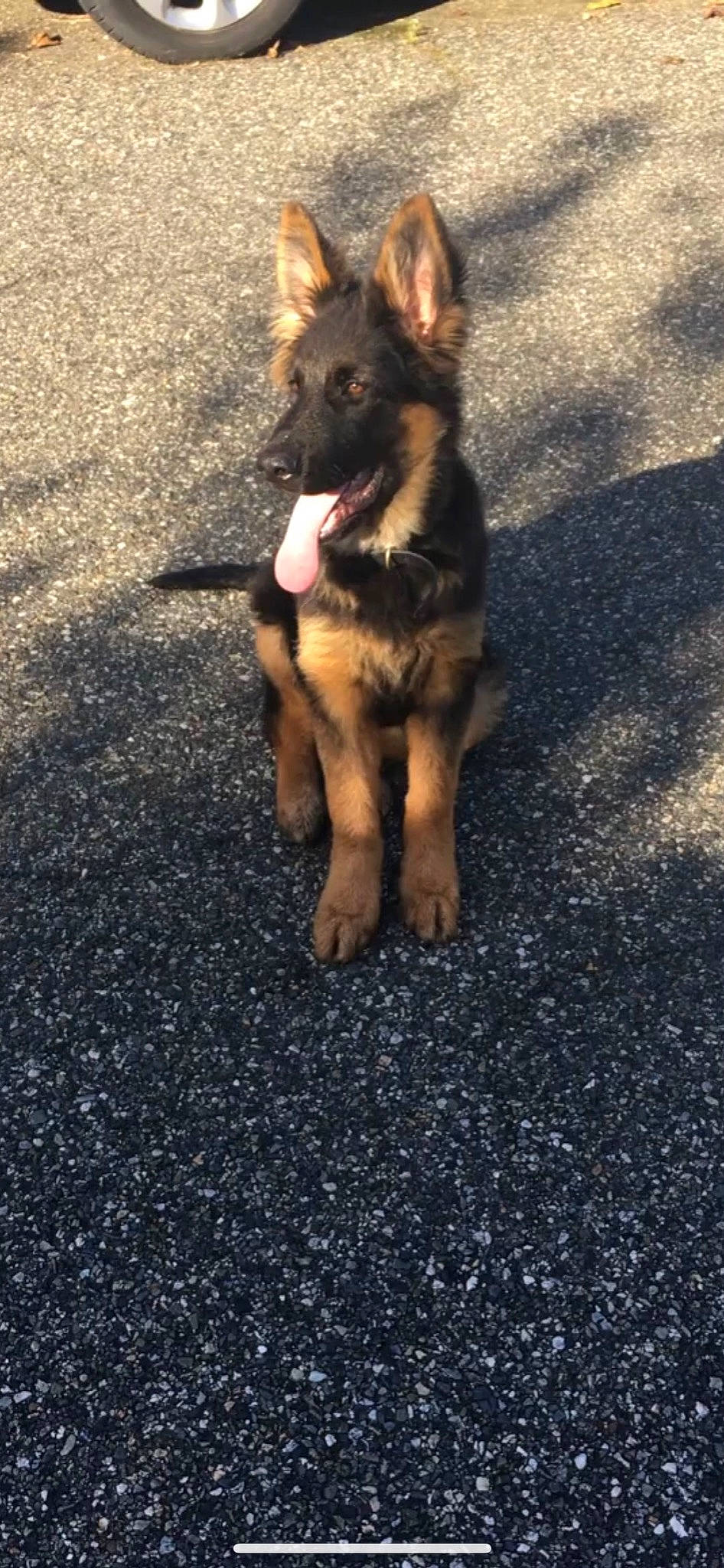 Jo participe au concours pour gagner de l'argent avec cette photo : asphalt, canidae, carnivore, companion_dog, dog, dog_breed, fawn, german_shepherd_dog, grass, herding_dog, king_shepherd, old_german_shepherd_dog, road, road_surface, shadow, snout, sporting_group, tail, tar, working_dog