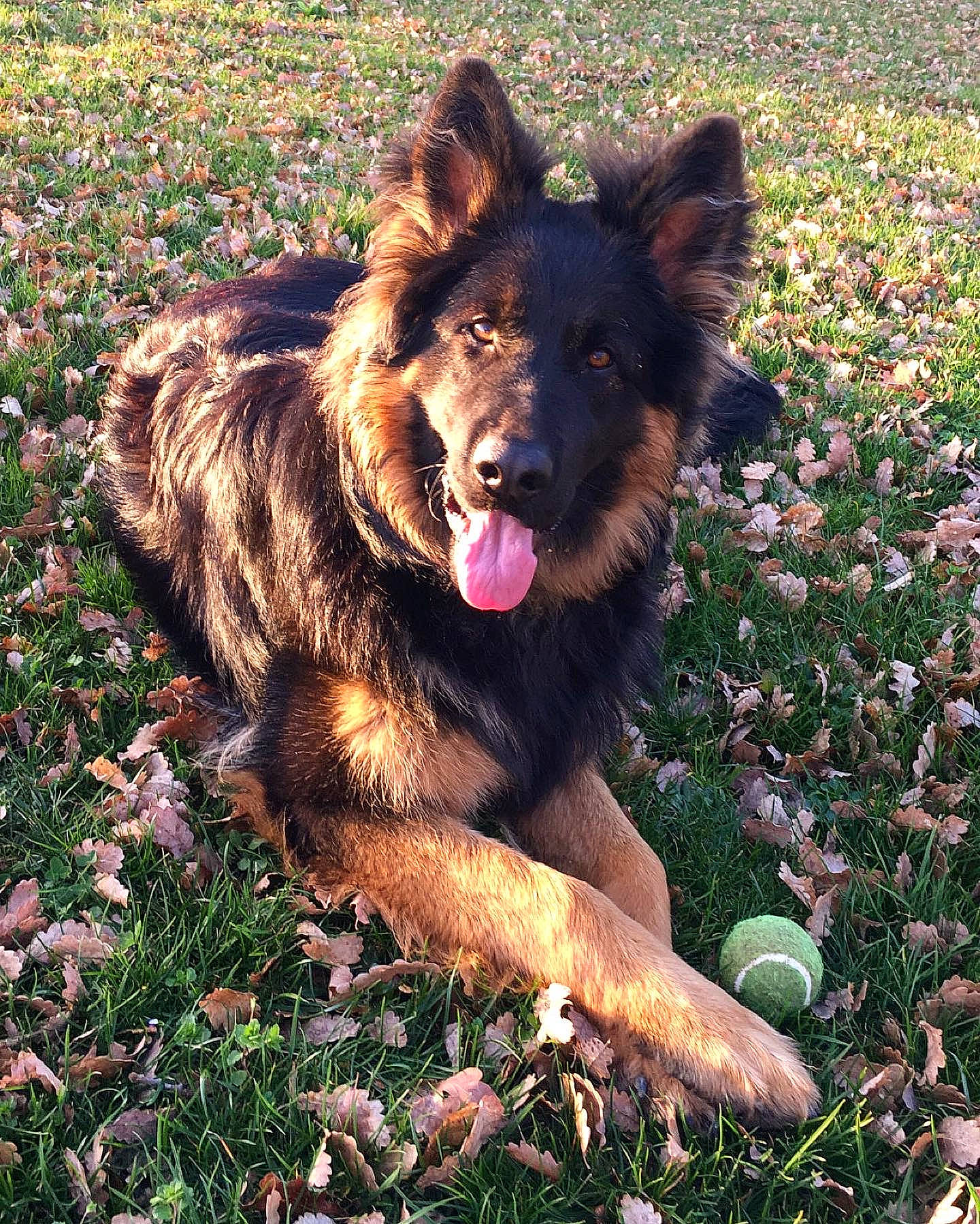 Jo a rejoint le concours — aidez-le/la à gagner de superbes lots ! bohemian_shepherd, canidae, carnivore, companion_dog, dog, dog_breed, flower, german_shepherd_dog, grass, groundcover, guard_dog, happy, herding_dog, old_german_shepherd_dog, people_in_nature, plant, snout, sporting_group, working_animal, working_dog