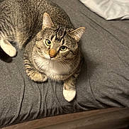 Tig joined the competition — help win amazing prizes! animal, bed, cat, closeup, cozy, curious, cute, domestic_animal, ears, feline, fur, gray_bedspread, indoor, looking_up, pet, relaxed, resting, tabby, whiskers, white_paws