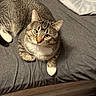animal, bed, cat, closeup, cozy, curious, cute, domestic_animal, ears, feline, fur, gray_bedspread, indoor, looking_up, pet, relaxed, resting, tabby, whiskers, white_paws