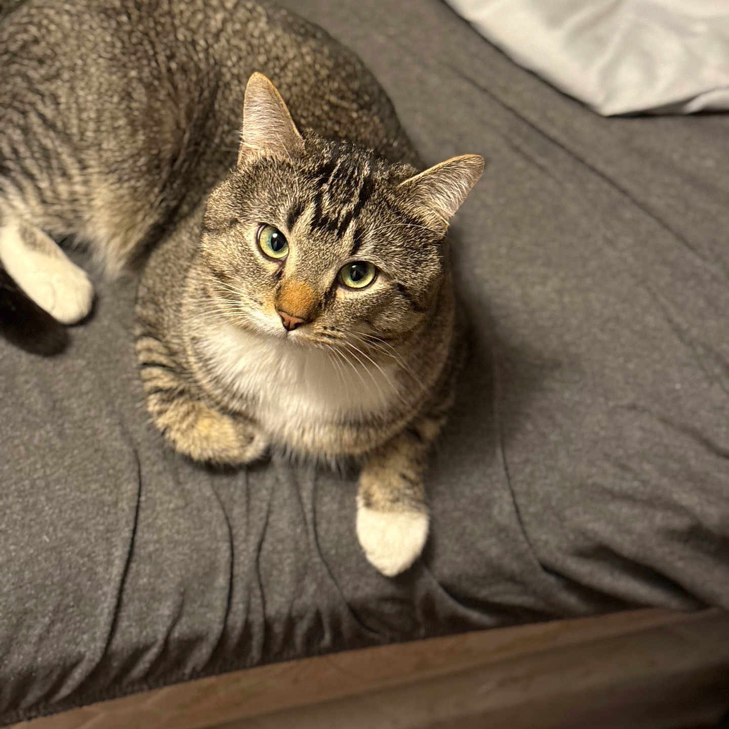 Tig