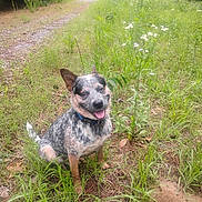 Jake joined the competition — help win amazing prizes! australian_cattle_dog, blue_heeler, close_up, collar, dirt_path, dog, forest_edge, grassy_field, happy, meadow, nature, outdoors, pet, portrait, rural, sitting, smiling, tongue_out, trees, wildflowers