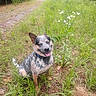 australian_cattle_dog, blue_heeler, close_up, collar, dirt_path, dog, forest_edge, grassy_field, happy, meadow, nature, outdoors, pet, portrait, rural, sitting, smiling, tongue_out, trees, wildflowers