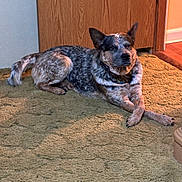 Jake joined the competition — help win amazing prizes! dog, canine, relaxed, lying_down, crossed_paws, speckled_fur, short_haired, collar, pet, indoor, home_interior, carpet, green_carpet, wooden_door, floor, attentive, ears_up, brown_tone, tan_markings, portrait_pet