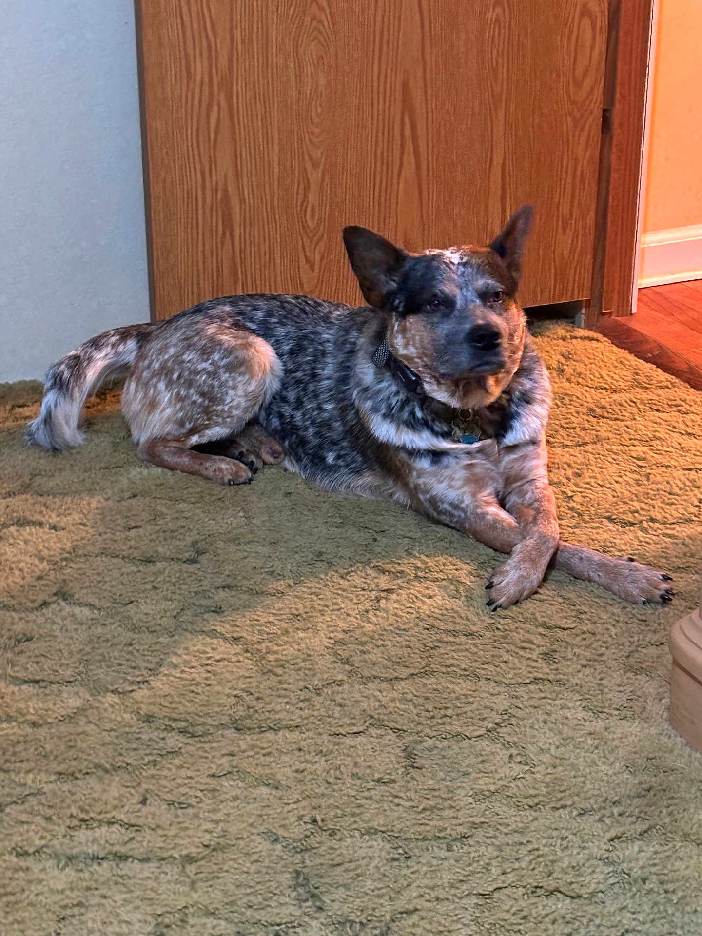 Jake joined the competition — help win amazing prizes! dog, canine, relaxed, lying_down, crossed_paws, speckled_fur, short_haired, collar, pet, indoor, home_interior, carpet, green_carpet, wooden_door, floor, attentive, ears_up, brown_tone, tan_markings, portrait_pet