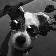Baby joined the competition — help win amazing prizes! accessory, animal, black_and_white, canine, close_up, cute, dog, ears, face, fashion, fur, indoor, looking_at_camera, nose, nostalgic, pet, portrait, retro, sunglasses, whiskers