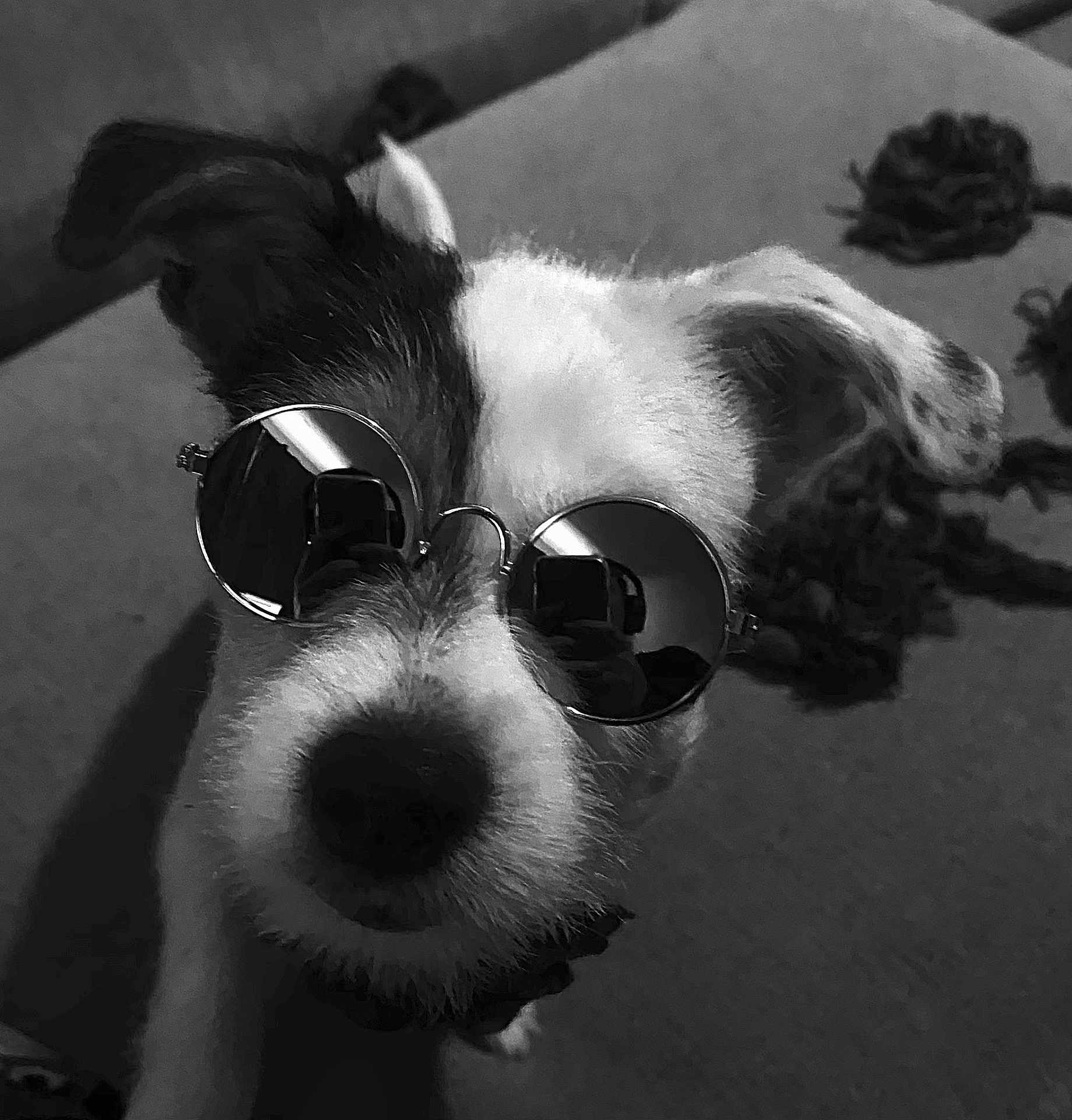 Baby joined the competition — help win amazing prizes! accessory, animal, black_and_white, canine, close_up, cute, dog, ears, face, fashion, fur, indoor, looking_at_camera, nose, nostalgic, pet, portrait, retro, sunglasses, whiskers