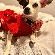 Pearly joined the competition — help win amazing prizes! animal, blanket, canine, companion, cozy, cute, dog, domestic_animal, ears, flower_accessory, fur, indoor, looking, lying_down, pet, portrait, red_sweater, relaxed, resting, small_dog