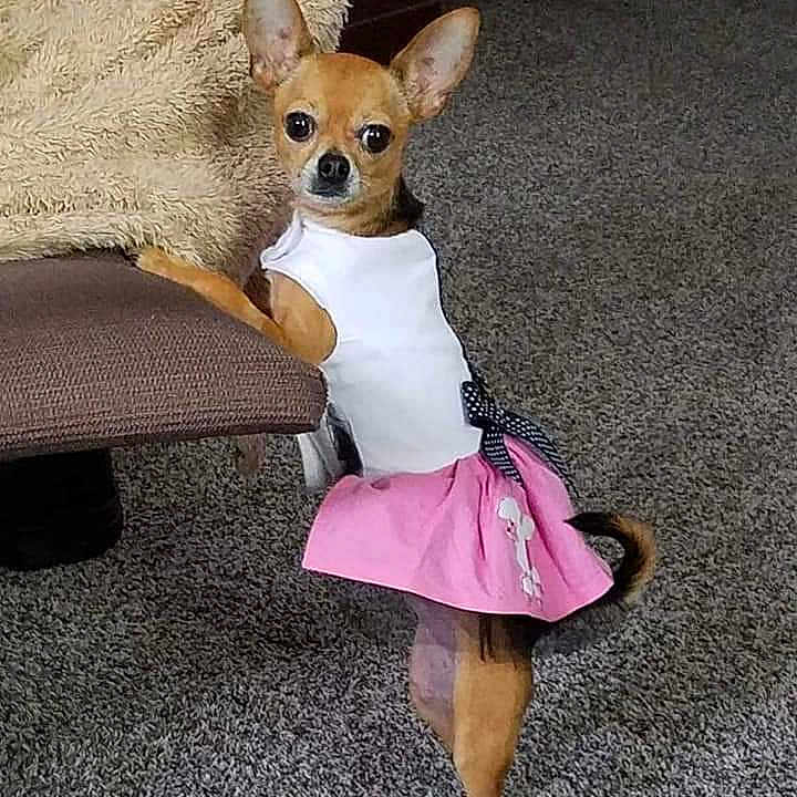 Foxy is registered to the contest to win money with this photo: animal, canine, chihuahua, clothing, couch, dog, furniture, person, pet, puppy, racket, sitting, skirt, sport, tennis, tennisracket