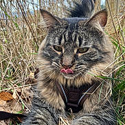 Uby participe au concours pour gagner de l'argent avec cette photo : animal, cat, close_up, dry_grass, ears, fluffy, front_facing, funny_expression, grass, harness, longhaired, outdoor, pet, portrait, tabby_cat, tail, tongue_out, vegetation, weeds, whiskers