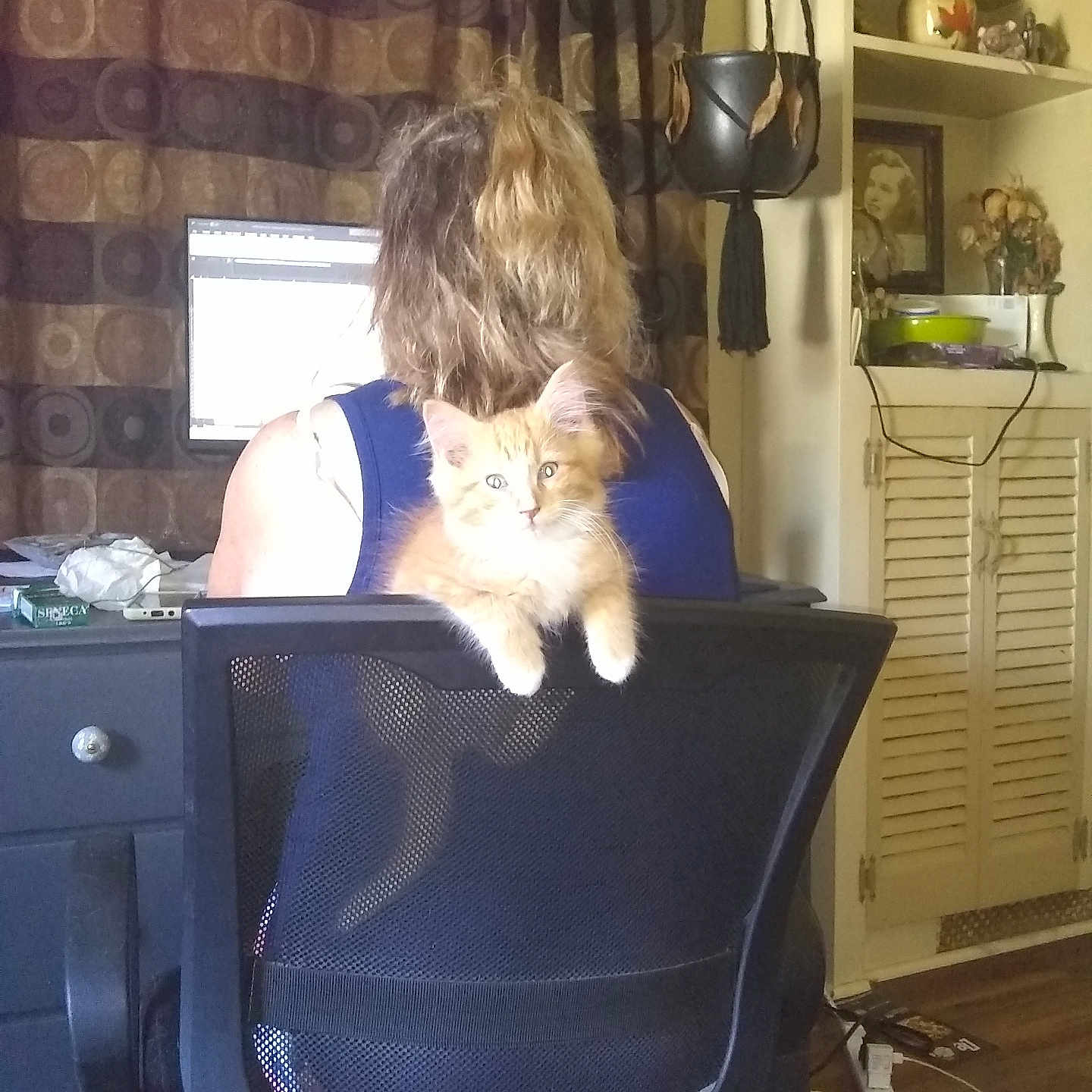 Cheeto joined the competition — help win amazing prizes! animal, cat, chair, computerhardware, couch, desk, electronics, face, furniture, hardware, head, indoors, kitten, monitor, person, pet, photography, portrait, screen, table