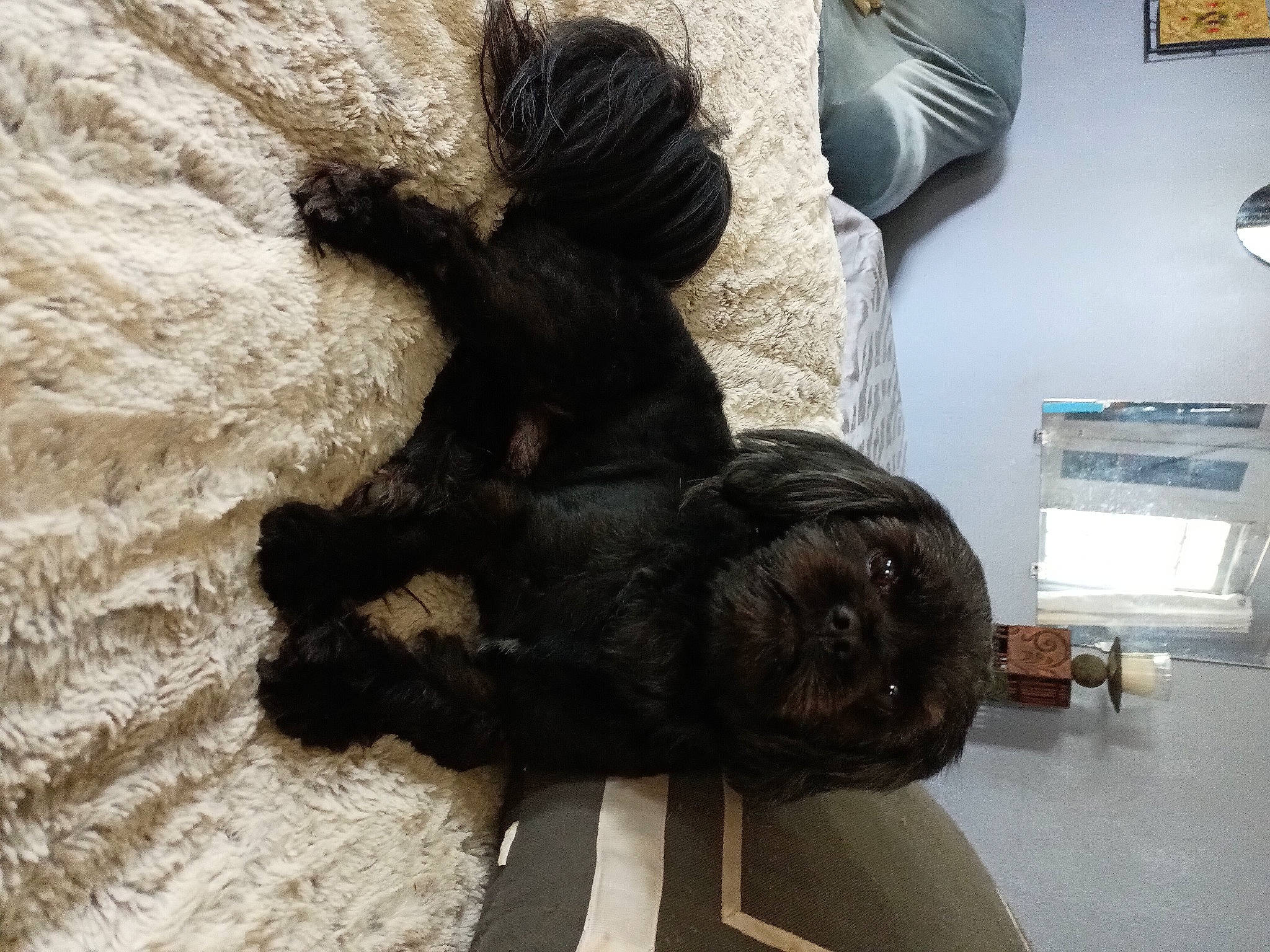 Junior is registered to the contest to win money with this photo: art, artifact, canidae, companion_dog, dog_breed, door, fur, liver, metal, picture_frame, sculpture, snout, sporting_group, statue, tail, wood, working_animal