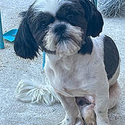 Richie joined the competition — help win amazing prizes! dog, black_and_white, pet, sitting, fur, canine, outdoor, concrete, paw, tail, domestic_animal, animal, companion, cute, groomed, resting, small_dog, face, expression, chair