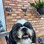 Richie joined the competition — help win amazing prizes! dog, pet, smiling, black_and_white, fur, brick_wall, outdoor, plant, hanging_plant, metal_decoration, butterfly, sun, happy, closeup, face, tongue, person_arm, chair, casual, relaxed