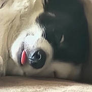 Oreo joined the competition — help win amazing prizes! dog, tongue, sleeping, close_up, black_and_white, fur, pet, animal, nose, resting, cute, lying_down, cozy, indoor, muzzle, blurry, relaxed, canine, portrait, face