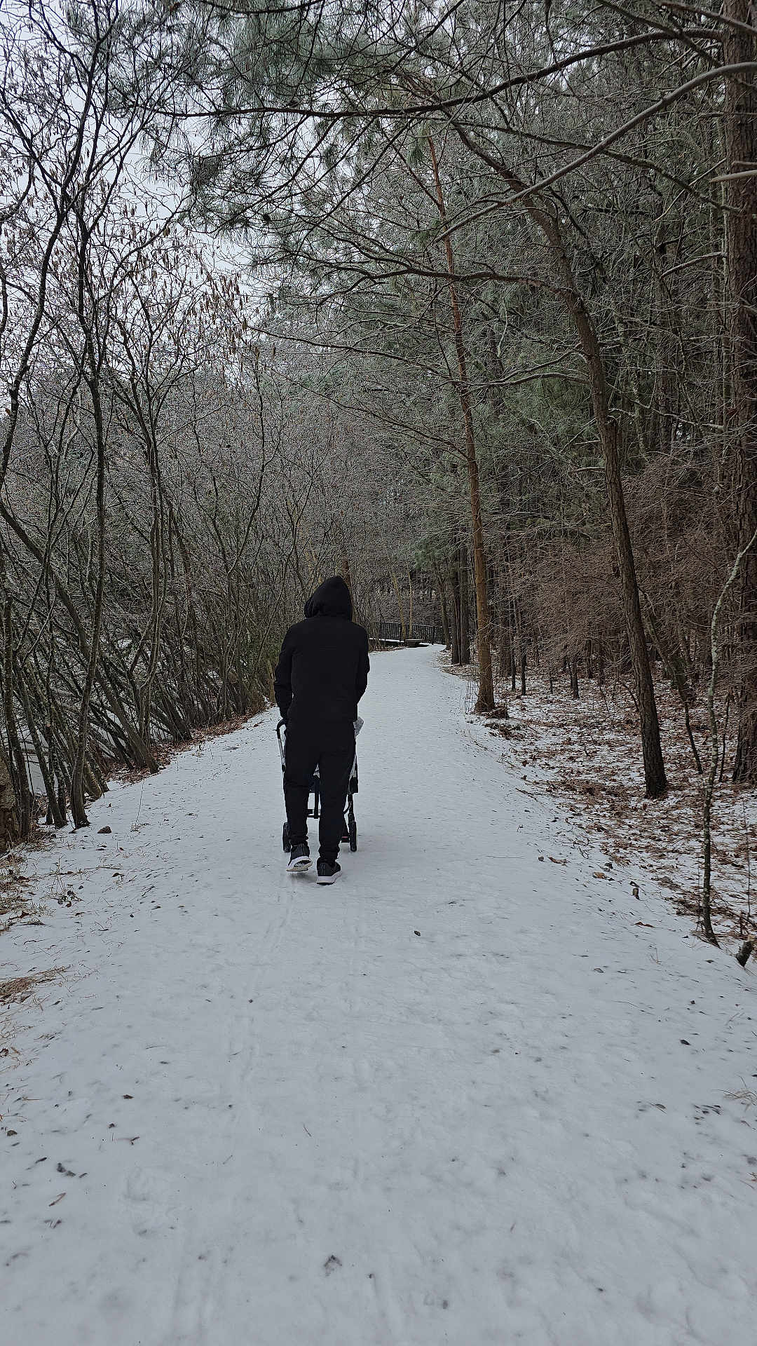Kiy is registered to the contest to win money with this photo: snow, winter, forest, trees, path, person, stroller, hoodie, walking, outdoor, nature, cold, footpath, woods, leafless_trees, seasonal, trail, back_view, casual_clothing, overcast