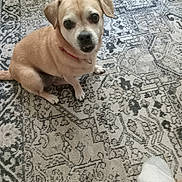 Holly joined the competition — help win amazing prizes! dog, tan_dog, pet, collar, indoor, rug, patterned_rug, floor, paw, looking_up, small_dog, canine, companion, domestic_animal, home, foot, sock, leg, cute, animal