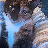 Ressie joined the competition — help win amazing prizes! cat, calico_cat, close_up, pet, animal, feline, whiskers, eyes, face, fur, person, arm, striped_sweater, indoor, cozy, holding, portrait, cute, companion, domestic_animal