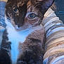 cat, calico_cat, close_up, pet, animal, feline, whiskers, eyes, face, fur, person, arm, striped_sweater, indoor, cozy, holding, portrait, cute, companion, domestic_animal