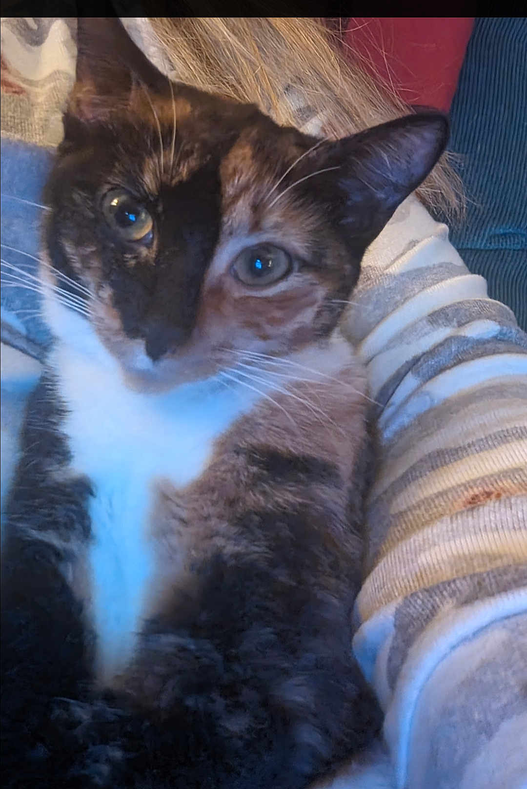 Ressie joined the competition — help win amazing prizes! cat, calico_cat, close_up, pet, animal, feline, whiskers, eyes, face, fur, person, arm, striped_sweater, indoor, cozy, holding, portrait, cute, companion, domestic_animal