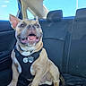 dog, pet, car_interior, backseat, harness, smiling, happy, canine, animal, window, sunlight, blue_sky, seat, collar, tag, indoor, transportation, sitting, tan_dog, short_hair